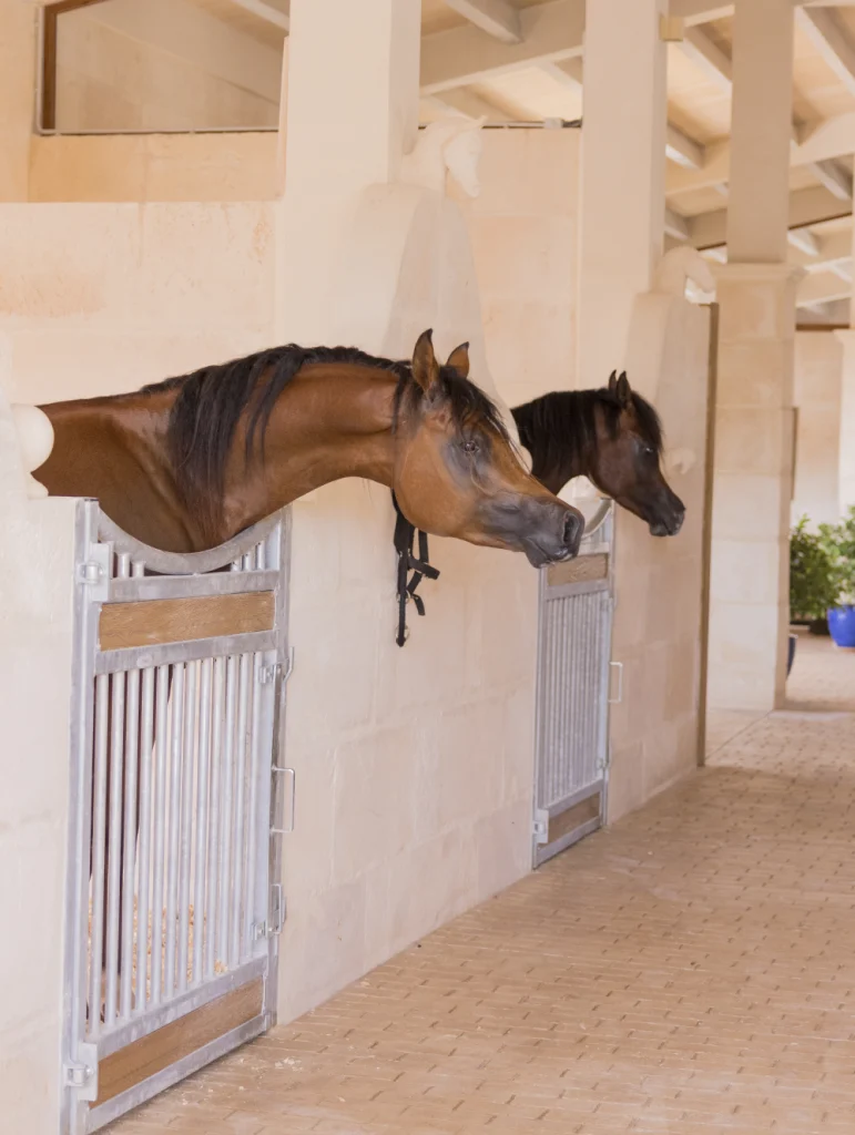 Luxury stables with climate-controlled stalls and individual paddocks